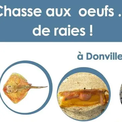 Chasse aux oeufs de raie Donville-les-bains 2025