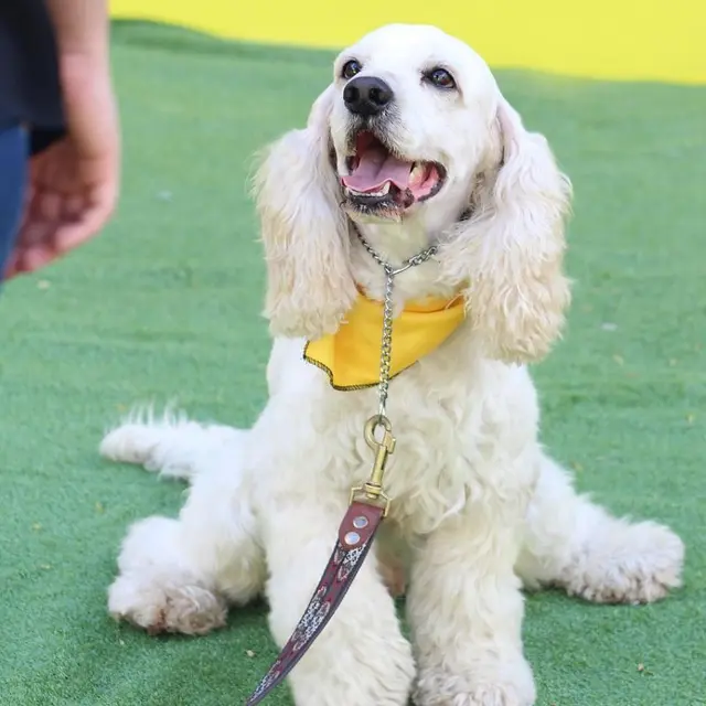 Concours canin Andrés Carlo de Pixabay