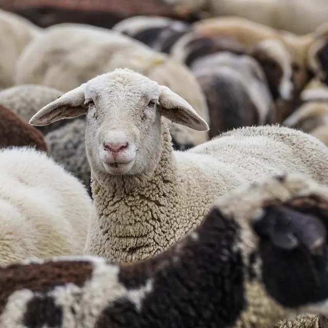 Foire aux moutons