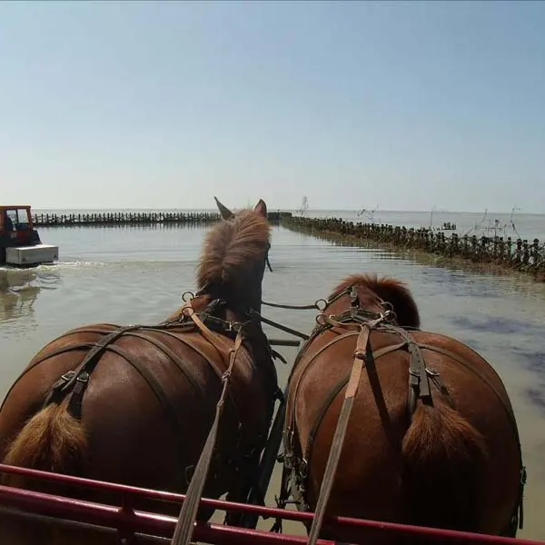 Hauteville-sur-Mer_Ferme équestre Esnol_1