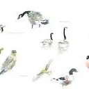 Vains_I. Issaverdens