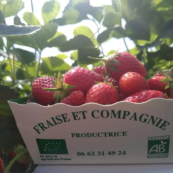 Fraise et compagnie