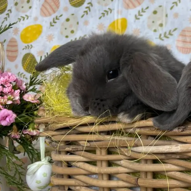 Lapin dans le jardin
