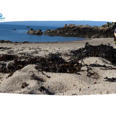 Les adaptations extraordinaires de la biodivsersité de l'estran