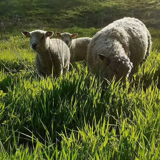 Les moutons avranchins