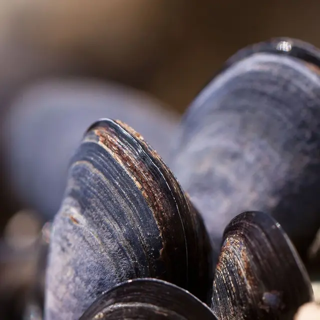 Moules*