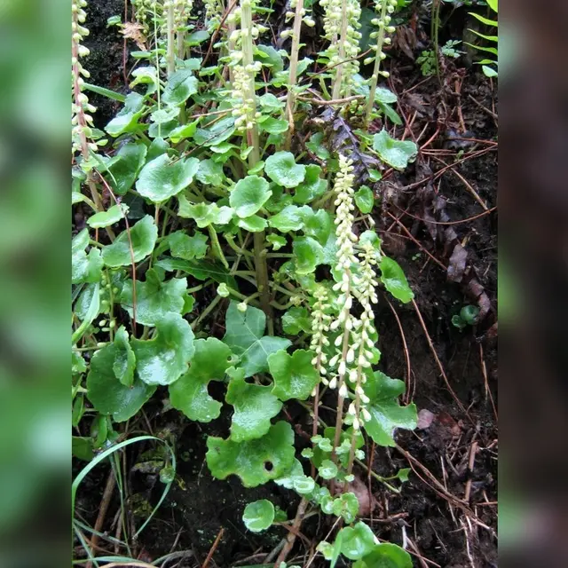 CPIE_Nombril de Vénus (Medium) (1)