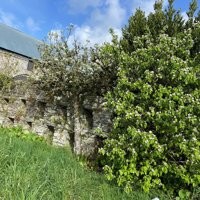 PEL_Quettreville-sur-Sienne (Hyenville)_Mur à abeille