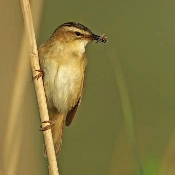 CPIE_Phragmite des joncs