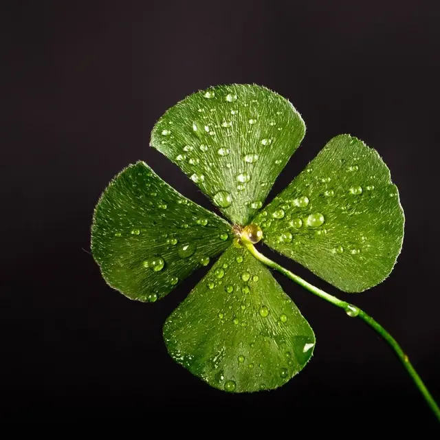 Saint Patrick