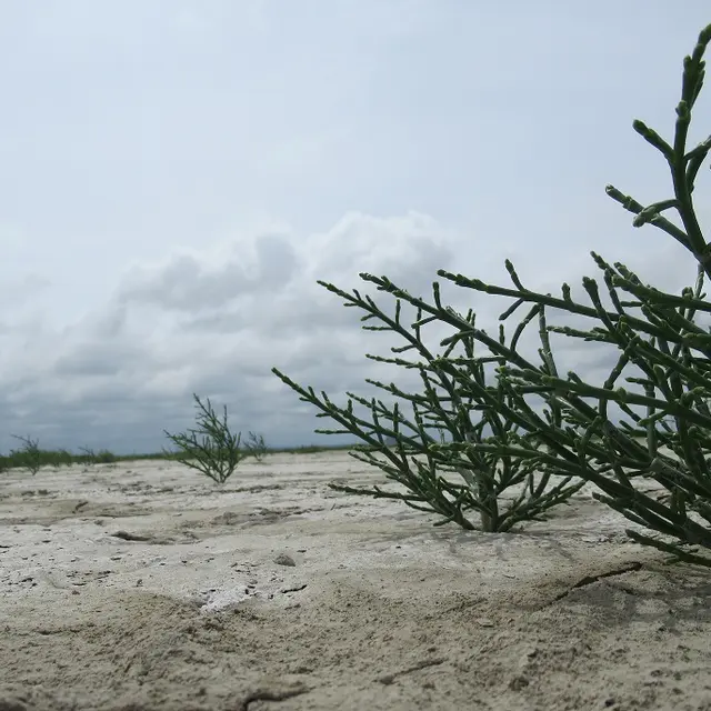 Vains_Ecomusée de la Baie - Salicorne VAINS