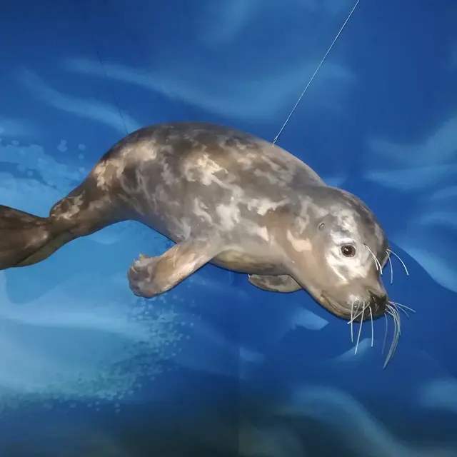 Vains_Ecomusée de la Baie_Espace aquatique