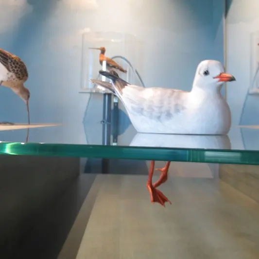 Vains_Ecomusée de la Baie_Espace aérien 22-11-2018 (c)CD50