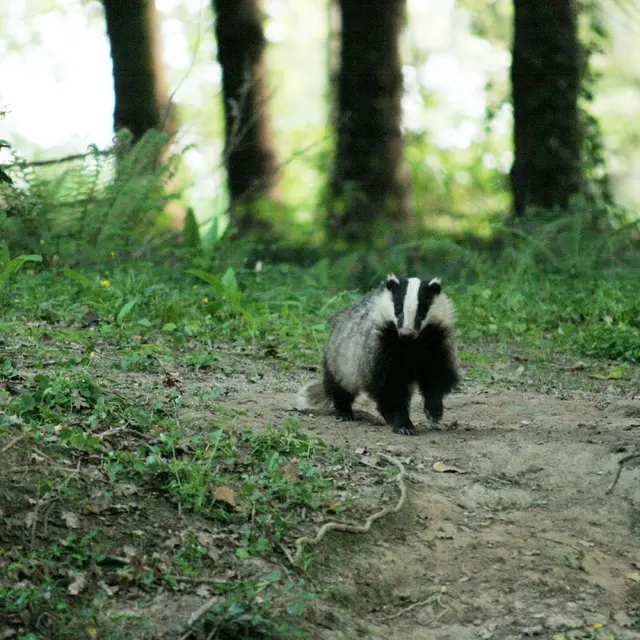 CPIE_blaireau2 (Large)