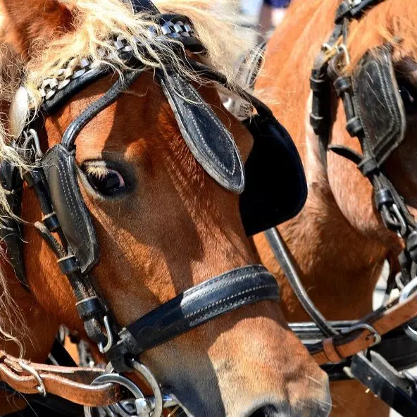 calèche chevaux