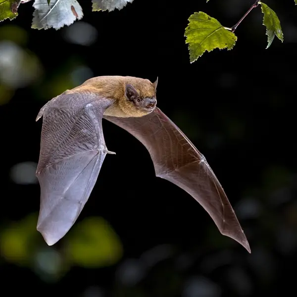 Hambye_Abbaye_Chauve souris 2