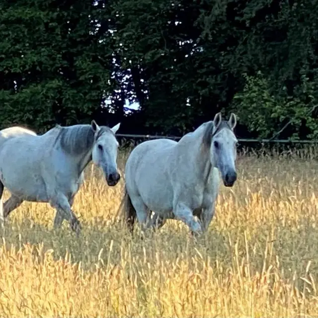 chevaux blancs
