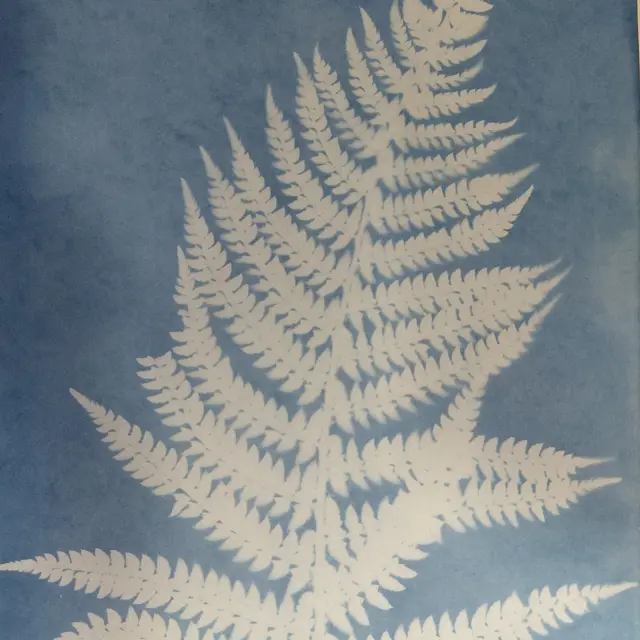 cyanotype