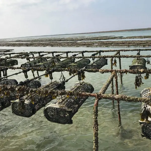 huîtres parcs à huîtres tables blainville sur mer (1)