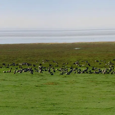 Vains_Ecomusée de la Baie_Les oies bernaches sur les prés salés