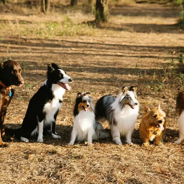 pexels-blue-bird-7210625 (1)