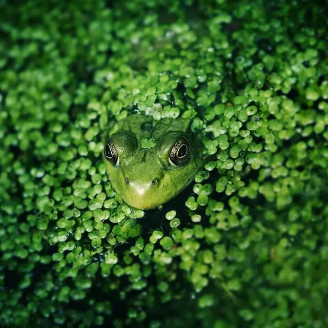 pexels-kovyrina-2422777 (1)