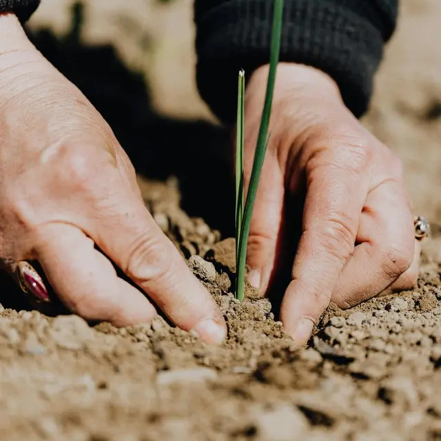 pexels-karolina-grabowska-4207908 (1)