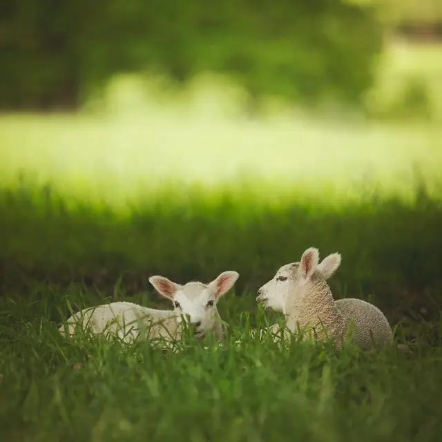 pexels-lone-jensen-431642-2156310 (1)