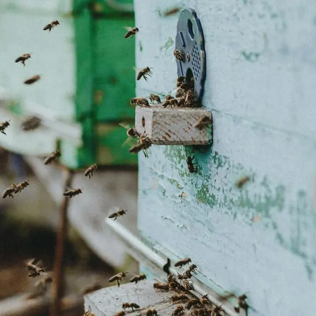 pexels-sarazhizmailov-13086553 (1)