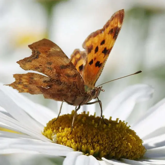 philippe thiennaud papillon marguerite (1)