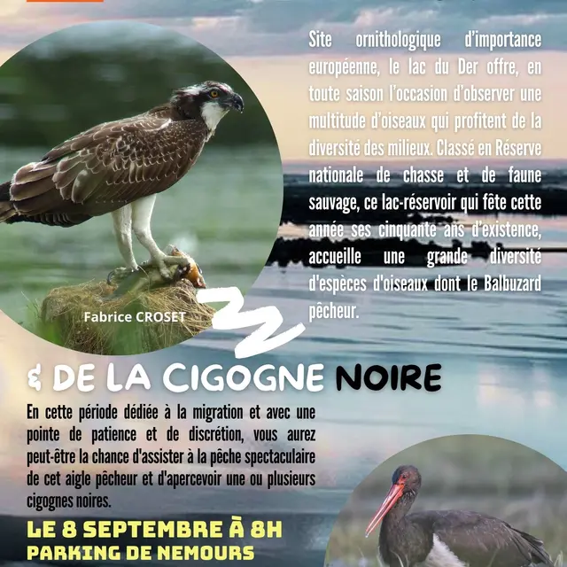 Rencontre balbuzard et cigogne noire