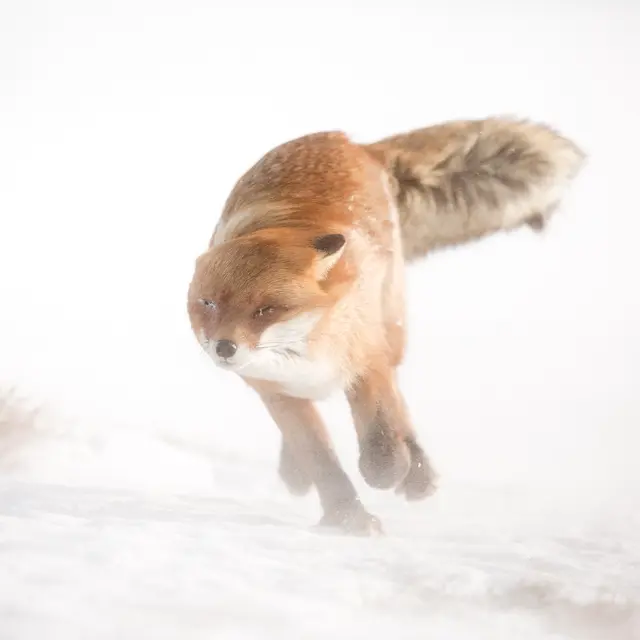 6842_Vianney GOMA mammiferes-sauvages-de-pleine-nature_2