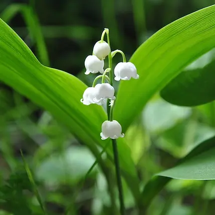 RANDO DU MUGUET