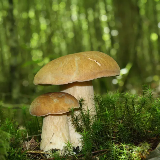 Les champignons - Le Cèpe de Bordeaux