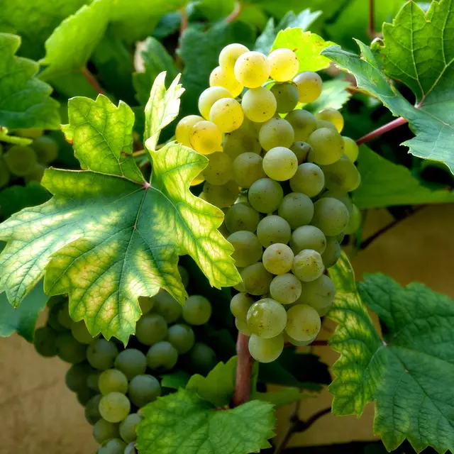 Raisin blanc