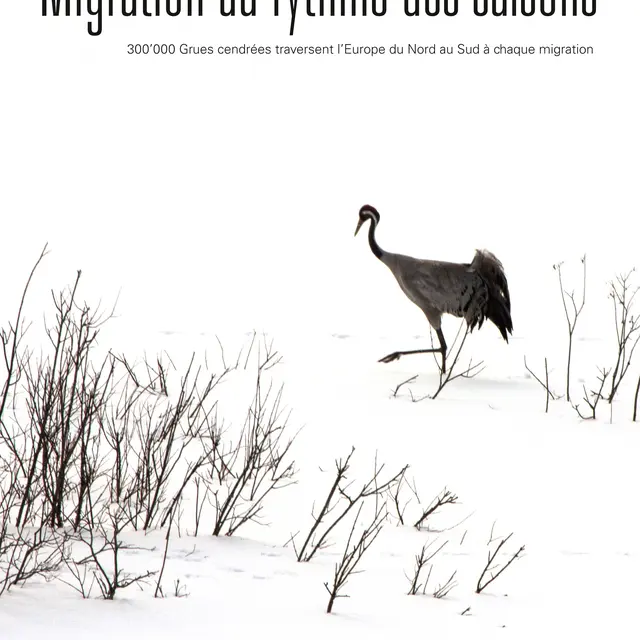 Affiche_Francis Hengy-1