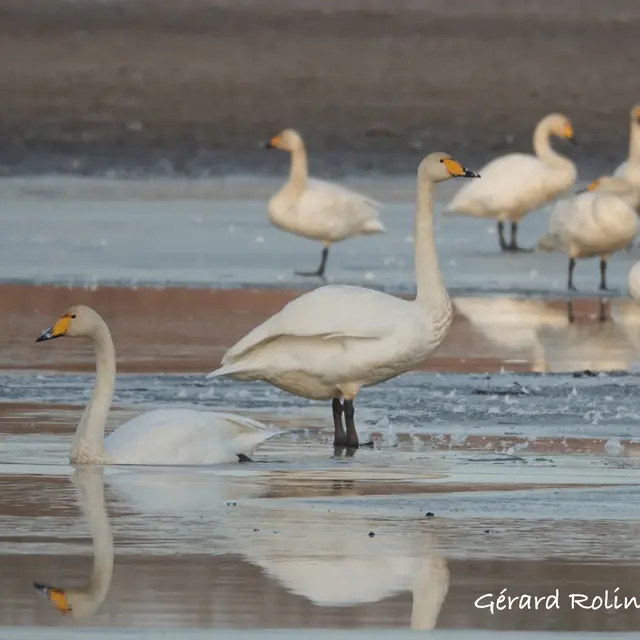 Cygnes chanteurs -Birder - LAC DU DER