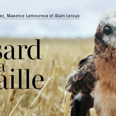 LE BUSARD SUR LA PAILLE