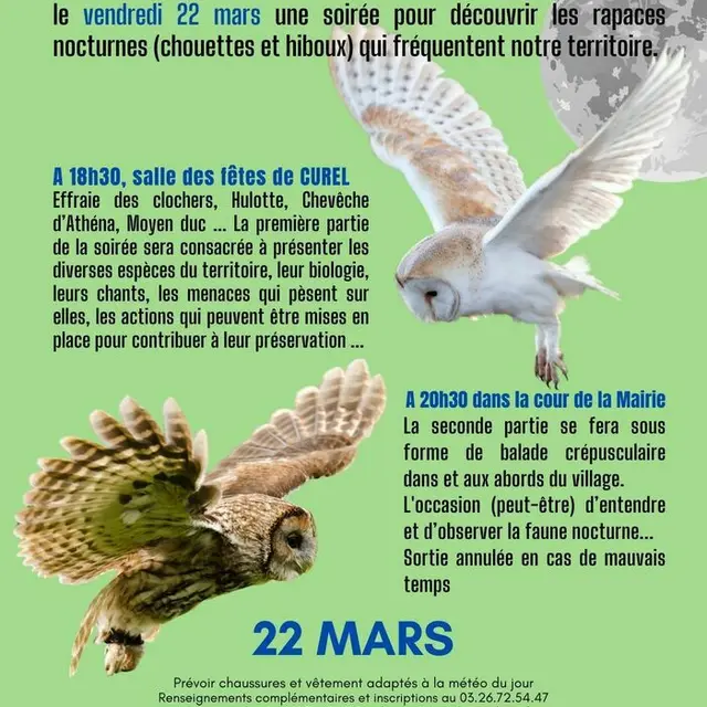 chouettes et hiboux