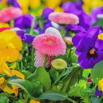Fleurs