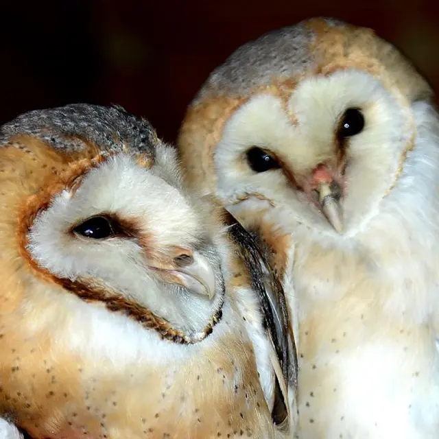 effraies-michel_jamar