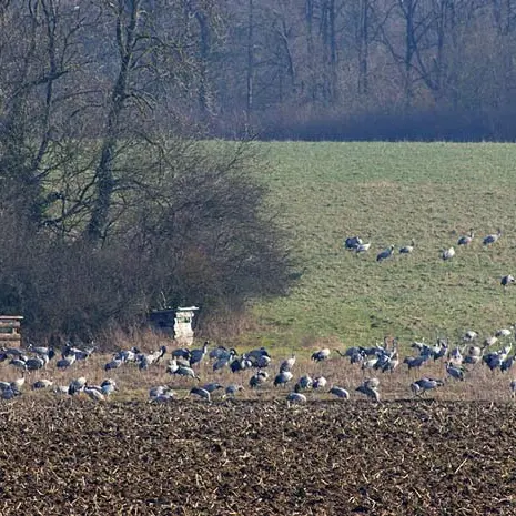 Ferme aux Grues - vue sur les affûts
