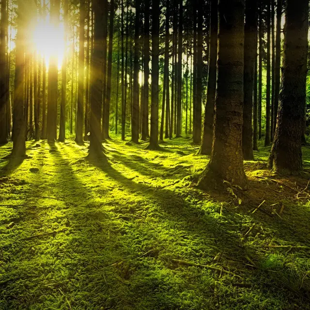 forêt