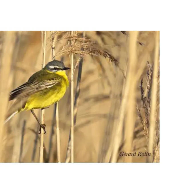 image oiseau_page-0001