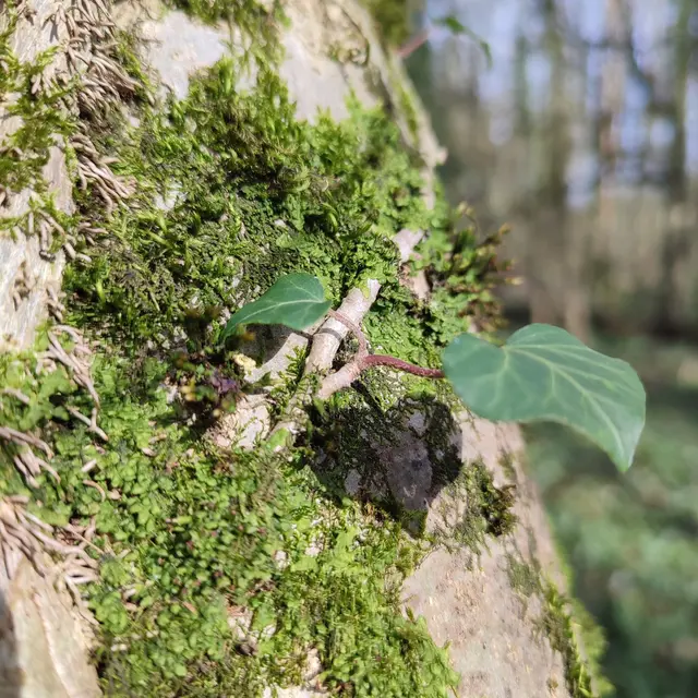 photo bain de forêt