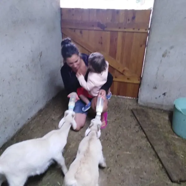 Chèvrerie Pont Urgin - biberon chevreau