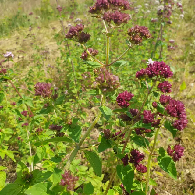 Plantes des Alpes Mancelles