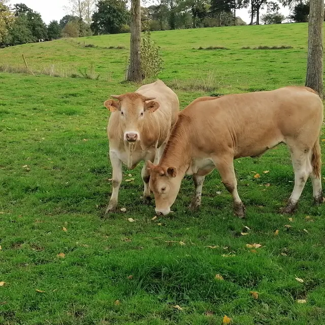 Animaux de la ferme