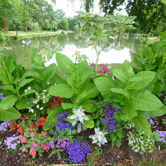 Plan d'eau Fleurissement 2013