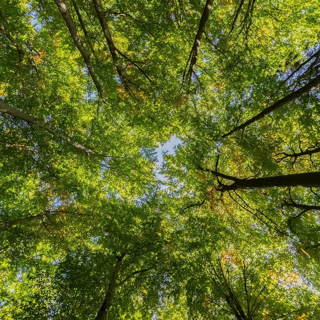 Bain de Forêt à Fontaine Daniel